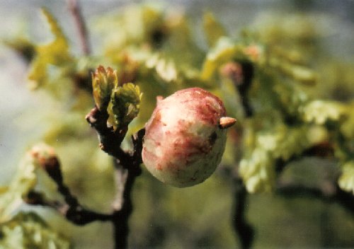 Oak apple gall